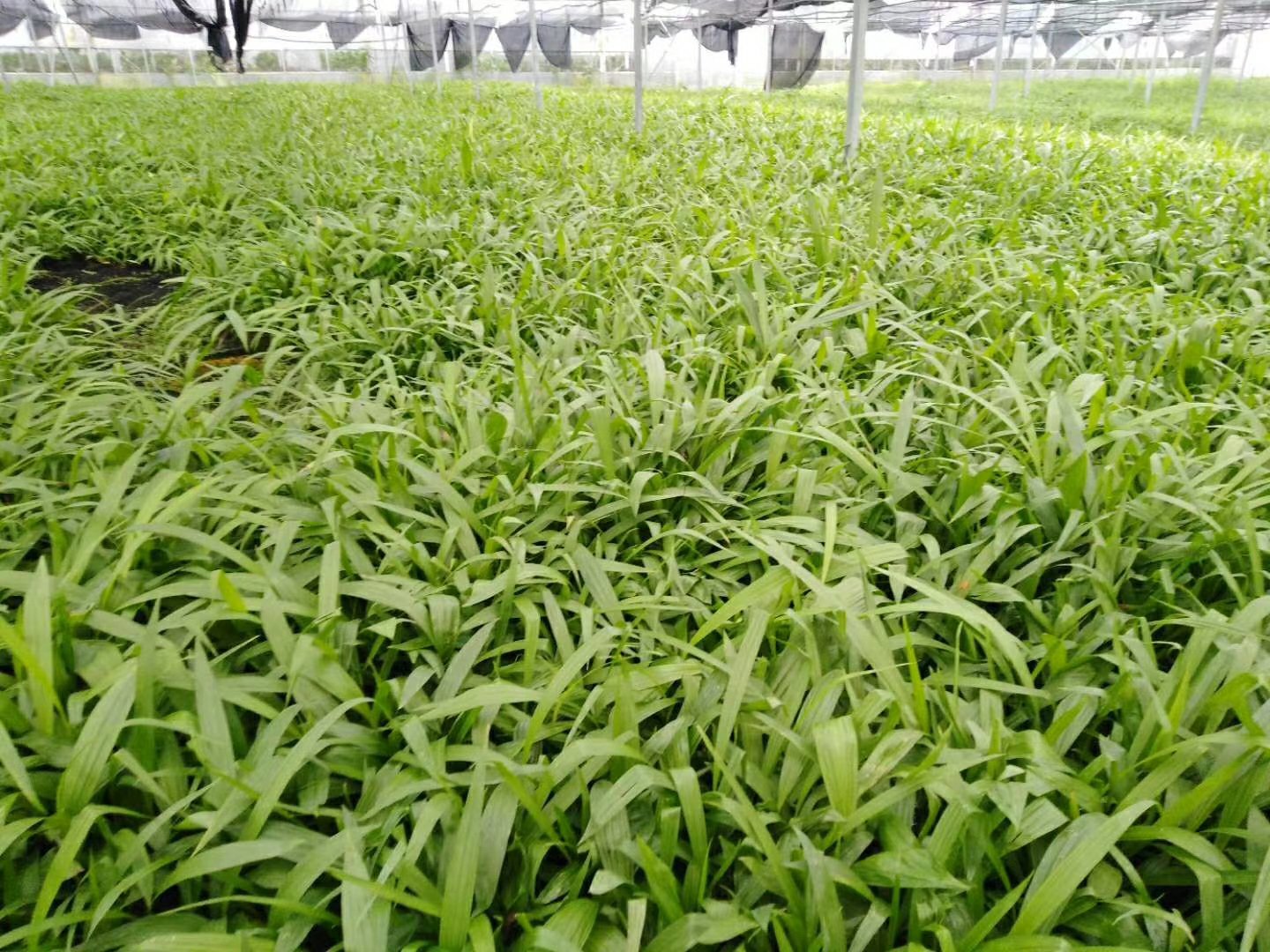 白绿色雏菊种植基地