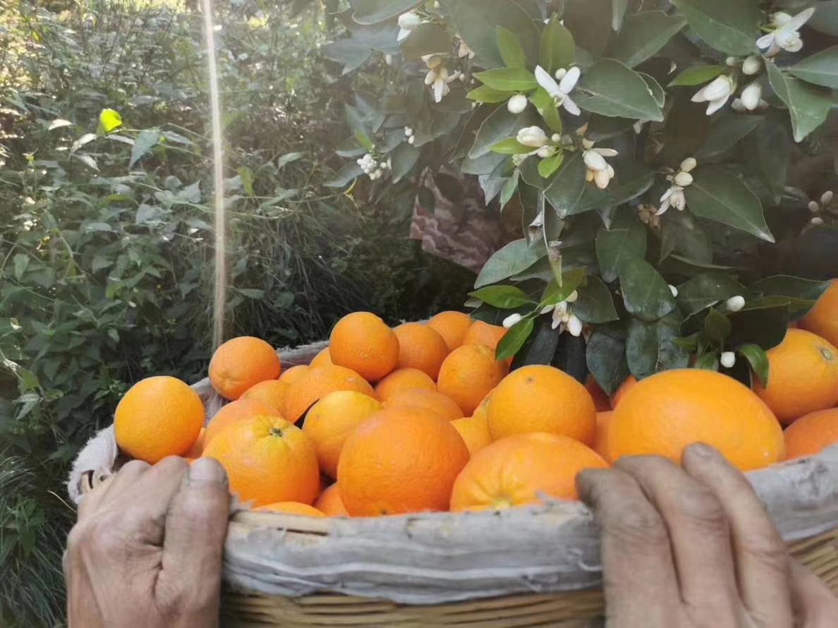 果农采摘秭归脐橙特写场景