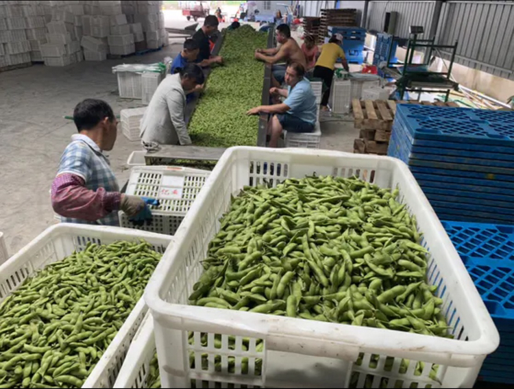 绿扁豆加工生产线