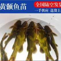 [荐]黄骨鱼苗3-5公分，优等培育成活率高，包技术指导