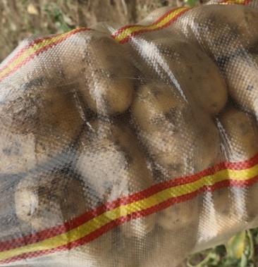 [土豆批发]新土豆,华颂7价格0.80元/斤 - 一亩田