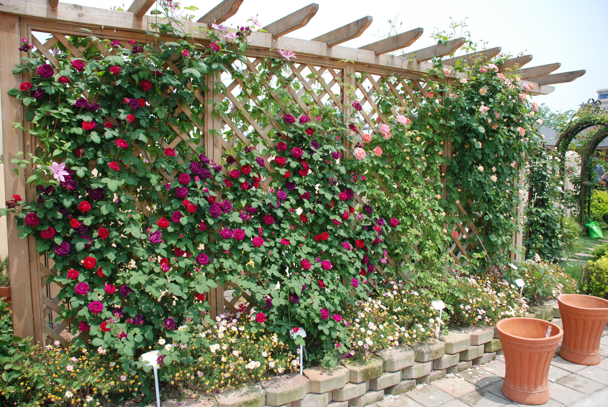 月季组合种植设计图