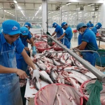 越南高品质巴沙鱼柳