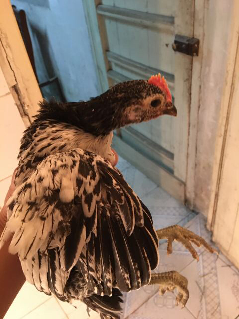 鹊山鸡苗 肉质鲜美 包邮送售后技术指导 脂肪极低 会飞