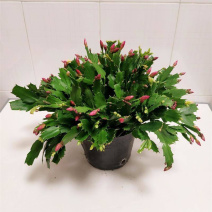 蟹爪兰盆栽绿植吊兰盆栽花卉植物