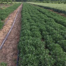 高钙菜、养心菜、费菜、救心菜，景天三七。