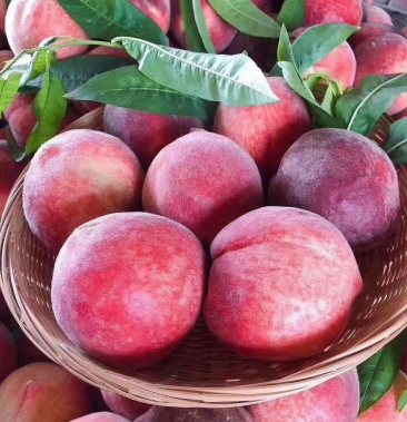 湖北毛桃大红桃早红桃产地直发当季水果新鲜采摘