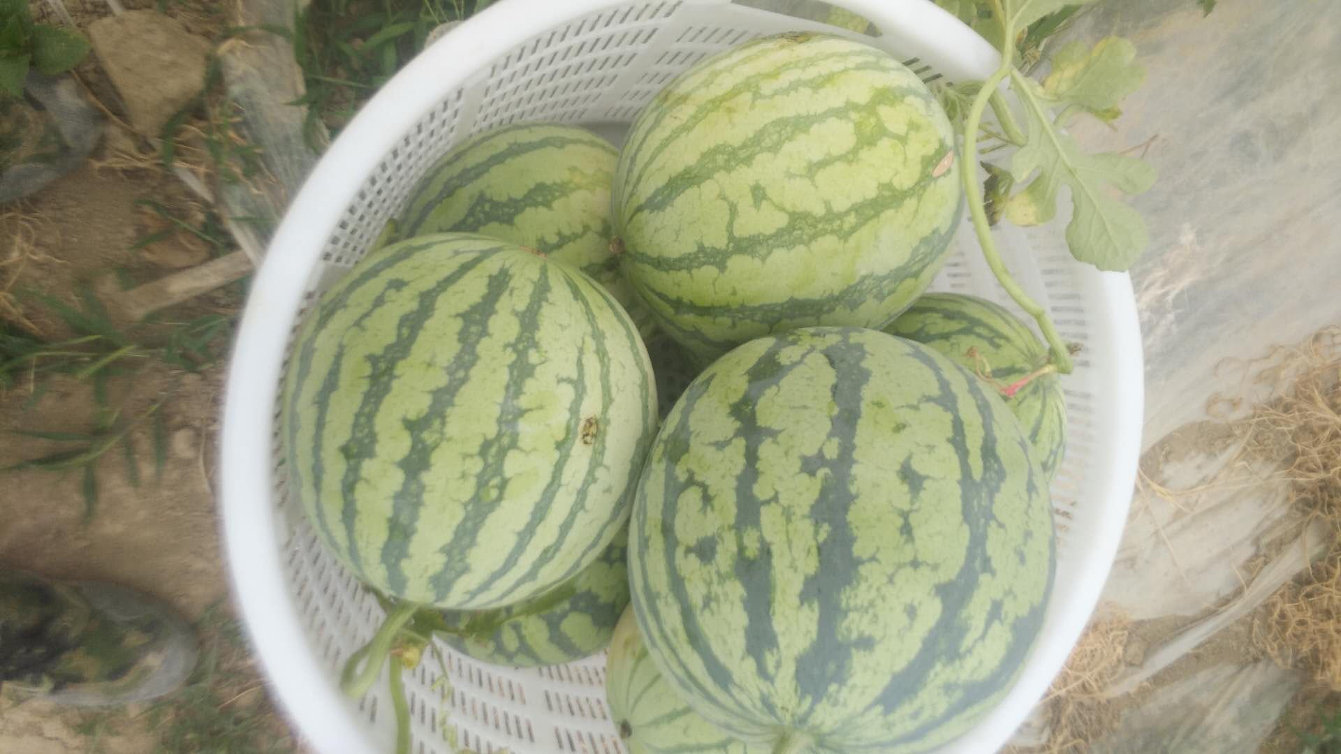 实验室中正在进行西瓜染色体加倍实验的场景