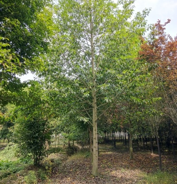 乐昌含笑 长青树种 树形优美