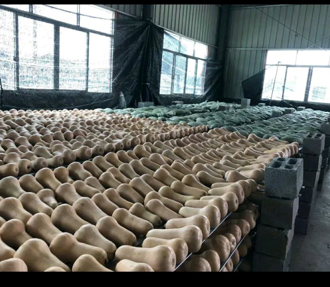 现代化奶油南瓜采后处理车间,工人正在传送带上对南瓜进行分级筛选,背景可见自动清洗机、风干设备及冷链预冷库入口,操作台上有电子秤、糖度仪和质检记录表 奶油南瓜采后处理车间实景图