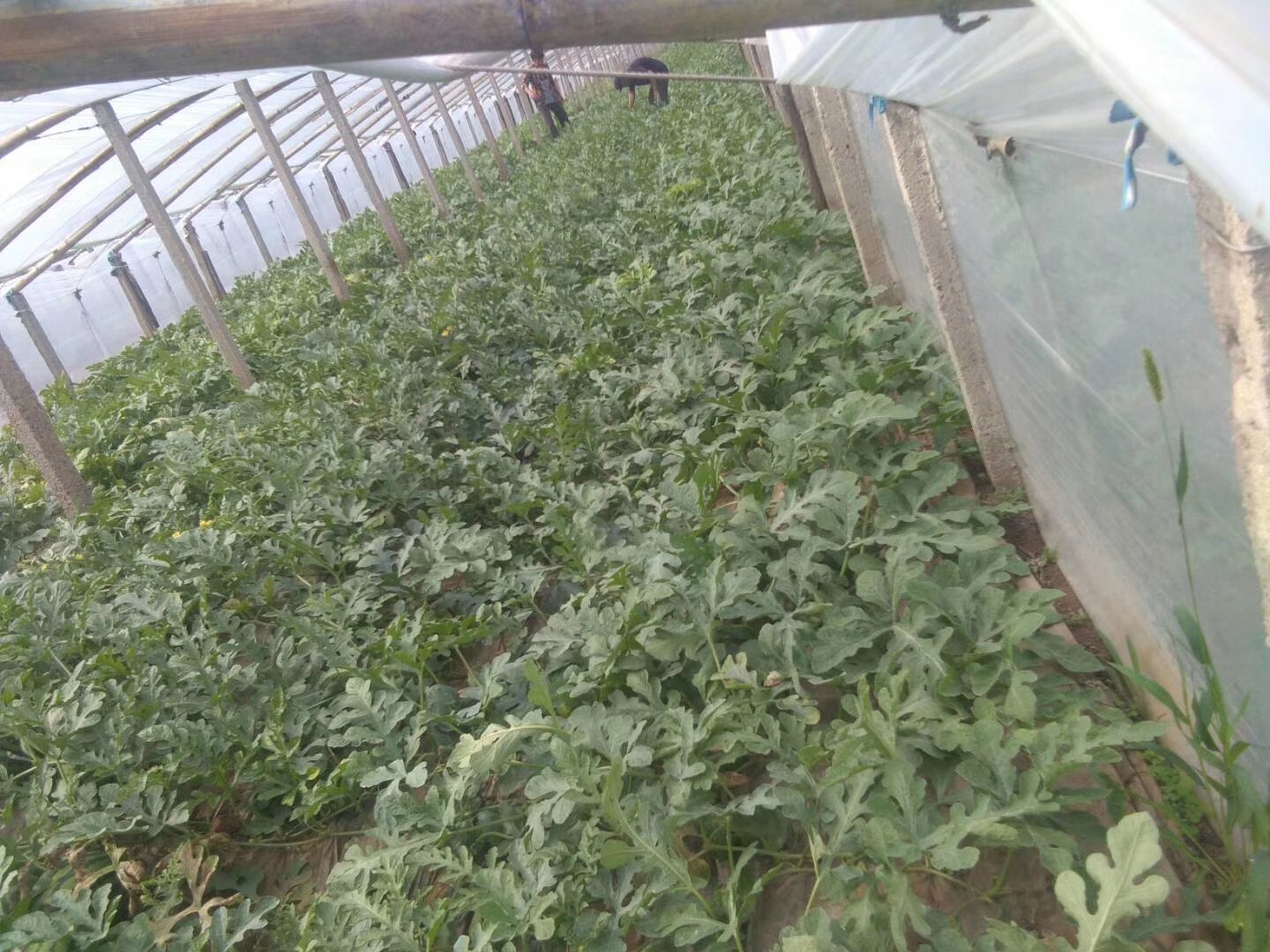 无籽西瓜病虫害防治现场