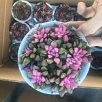 卡日松锦多肉植物批发漳州基地视屏看货质量保证