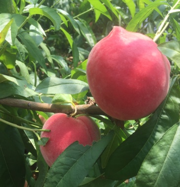 [突围桃批发]红梅桃春雪桃价格5.00元/斤 - 一亩田