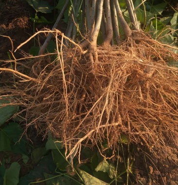 [楸树批发]楸树小苗价格0.08元/棵 - 一亩田