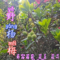 贵州毕节古夜郎大地野生中药材野杨梅野生杨梅树根茎叶