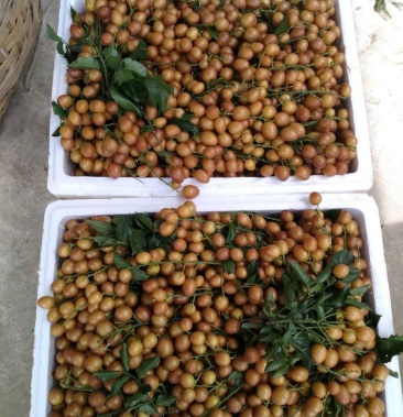 黑黄皮果香蜜黑黄皮