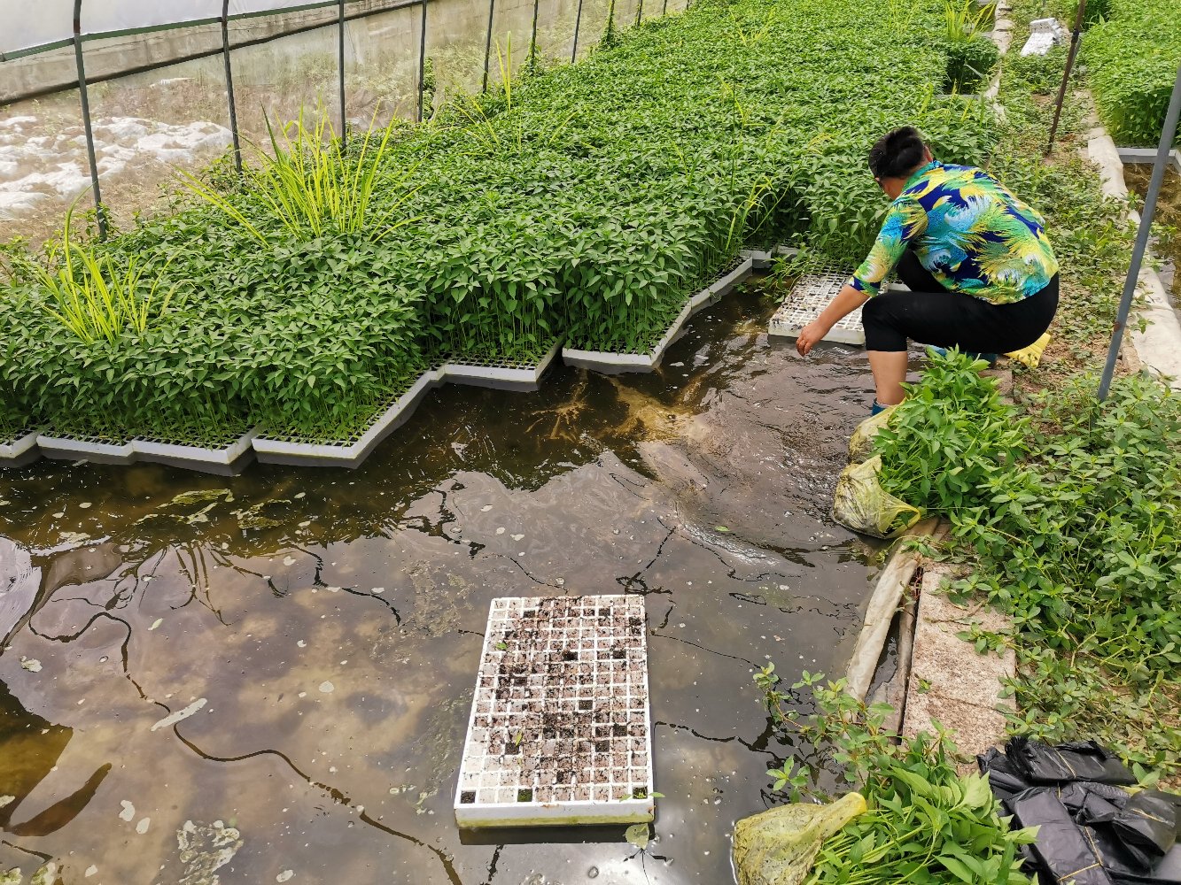 鲜辣椒在春季温室中育苗阶段