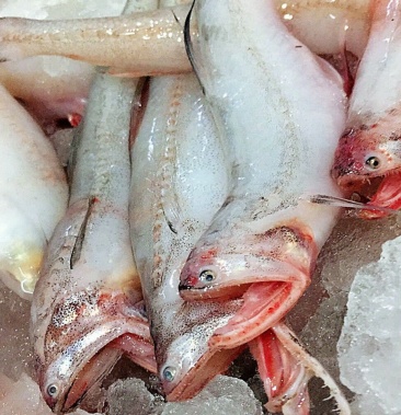 鲜活速冻棉花鱼大豆腐鱼龙头鱼水潺九肚鱼第鱼丝丁鱼小龙鱼