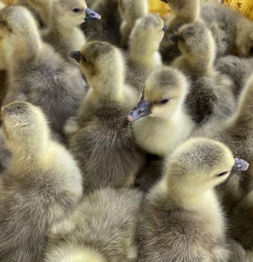 长期批发纯种朗德鹅雁鹅大种鹅苗包打疫苗