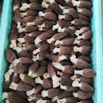出售羊肚菌，桑黄，以及菌包