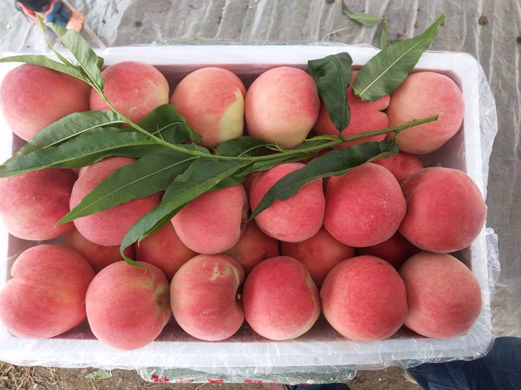 一个新鲜切开的突围桃,露出晶莹剔透的乳白色果肉,汁水欲滴,果核小而光滑,旁边摆放着一把银色水果刀和绿叶衬托 切开的突围桃特写