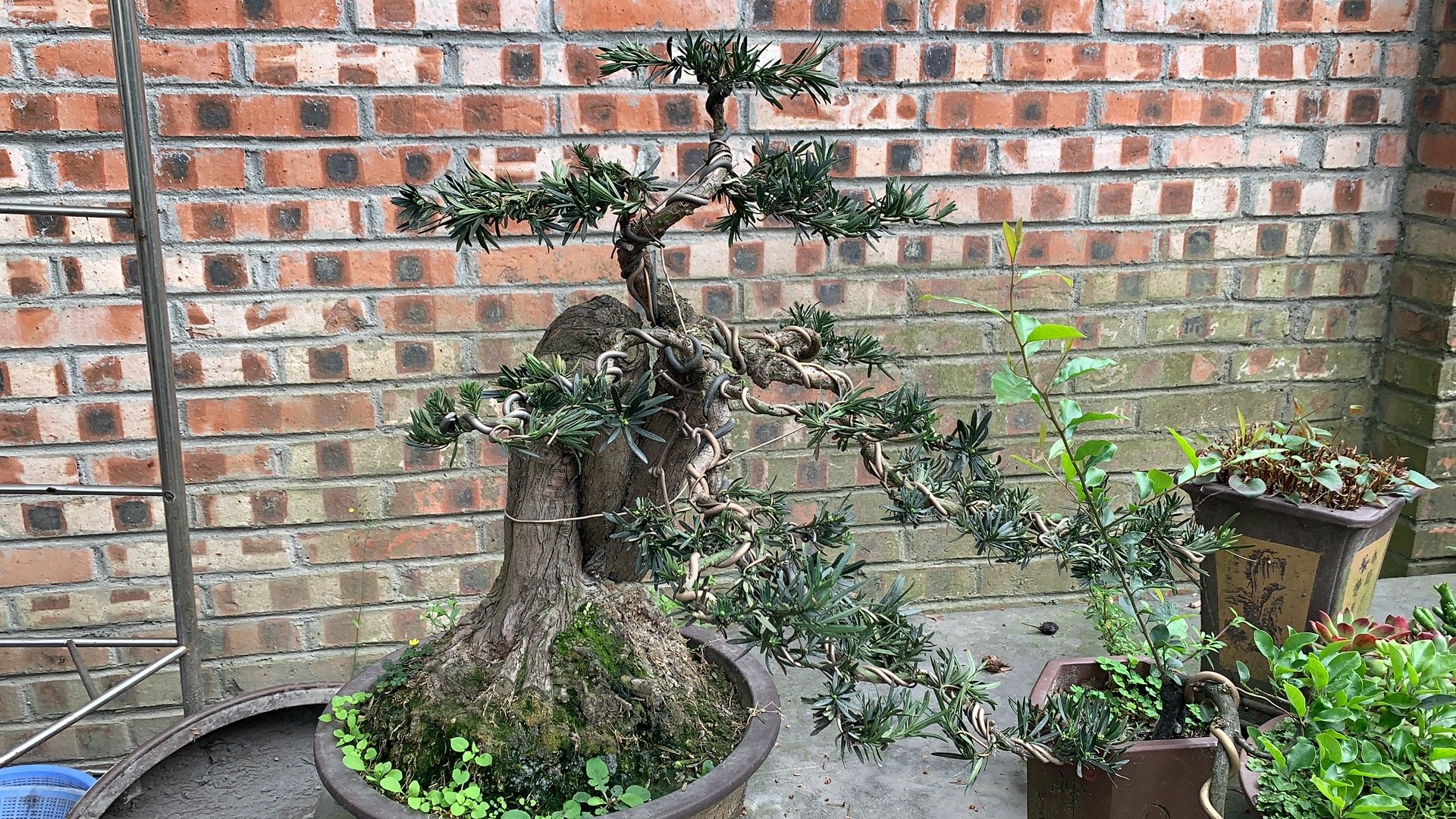 贵妃罗汉松盆景特写