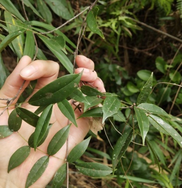 广东省肇庆市纯小叶野生牛大力