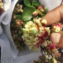 长寿花重瓣宫灯长寿基地直发