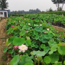 盆栽荷花品种多，质量优质，全国发货量大从优