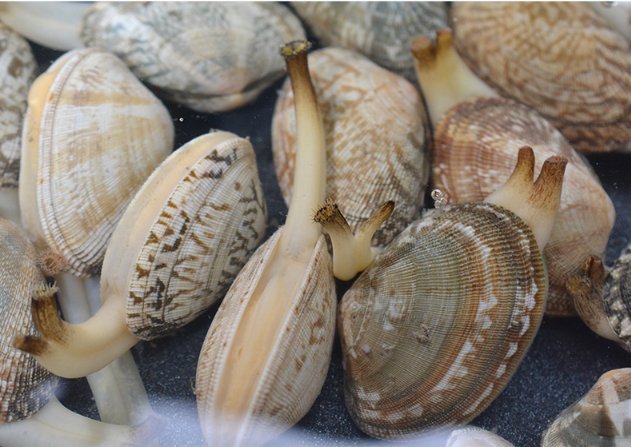 花蛤与花甲的形态对比图