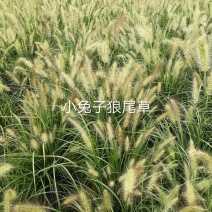小兔子狼尾草
