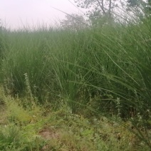 细叶芒