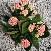 长寿花花苞多青州货