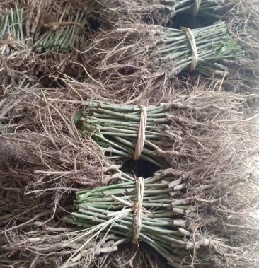 嫁接桑苗包邮农桑14强桑养一号蚕桑种苗