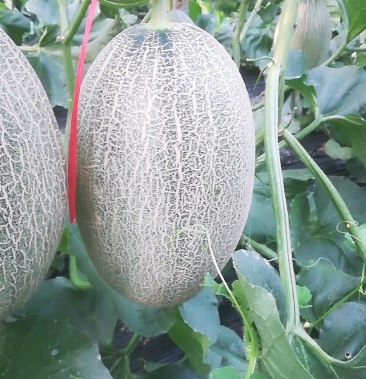 [红心脆哈密瓜批发]红心翠哈密瓜价格2.00元/斤 - 一亩田