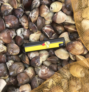 海螺天然车螺苗白螺苗