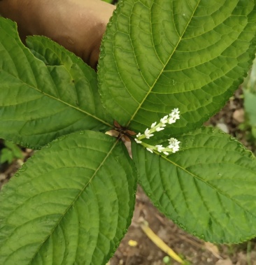 四块瓦冷背中药材四川一手货