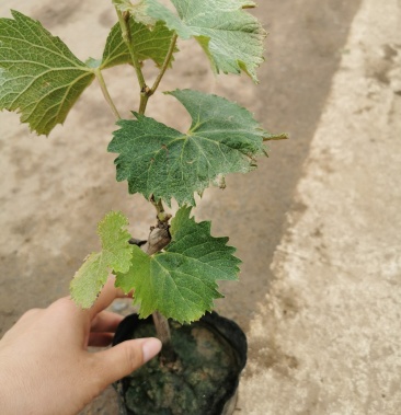 夏黑葡萄杯苗,根系发达成活率高