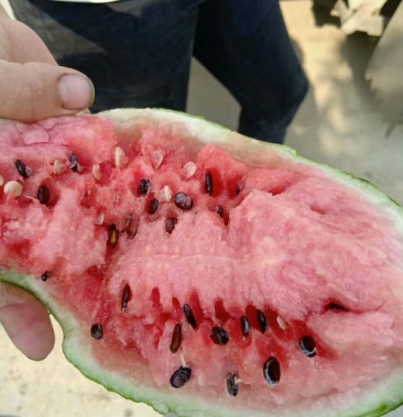 [西瓜批发]8428西瓜价格1.10元/斤 - 一亩田