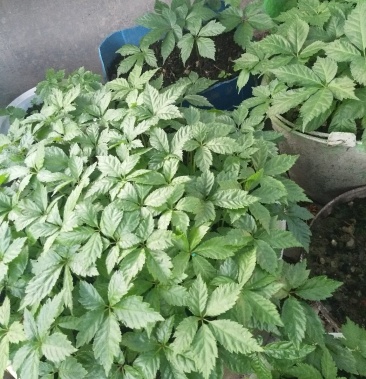 [三七批发]黑三七价格40.00元/个 - 一亩田