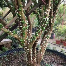 嘉宝果树苗四季早生红妃艾斯卡树葡萄苗正宗台湾新品南北方种
