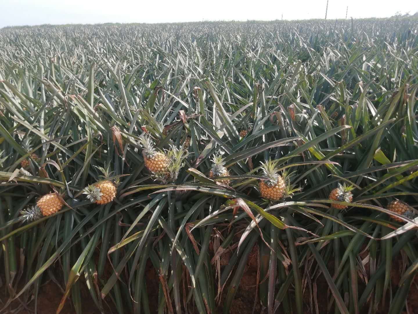 田间工人正在进行春季菠萝定植作业,展示种苗插入土壤的过程,背景可见整齐的垄沟和已覆盖的地膜 春季菠萝定植现场图
