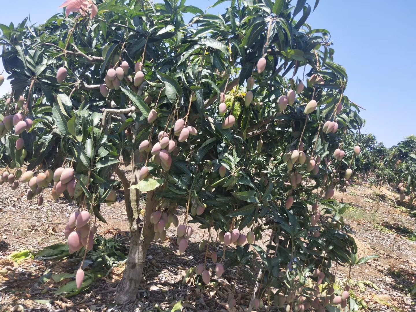 果园中的贵妃芒树挂果场景