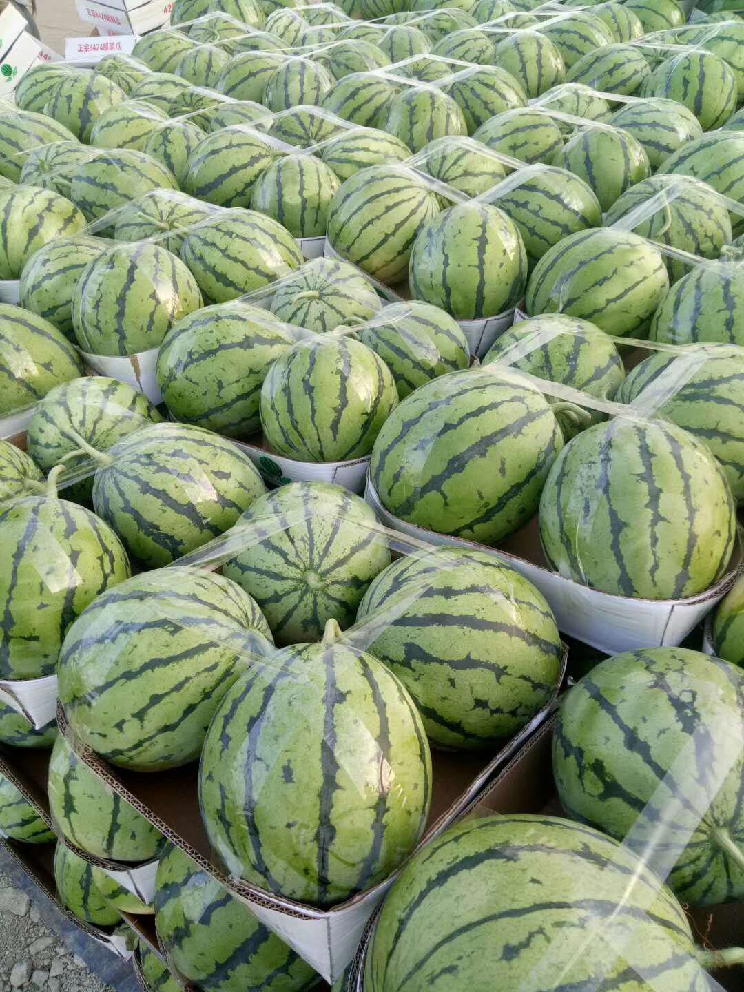 [京欣西瓜批发]甜王西瓜8斤打底 8成熟 1茬价格2.00元/斤 - 一亩田