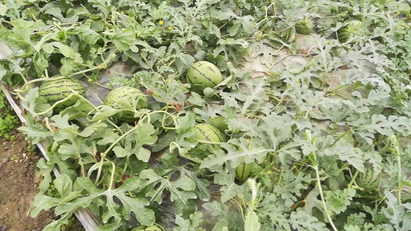 一片绿意盎然的西瓜地,藤蔓茂盛,叶片宽大深绿,多个圆形西瓜半掩于叶下,其中一个已成熟,表皮光滑呈墨绿色条纹状,切开后果肉鲜艳通红,汁水欲滴,旁边放置一包标注‘庆发特早红西瓜种子’的包装袋 庆发特早红西瓜田间生长实景