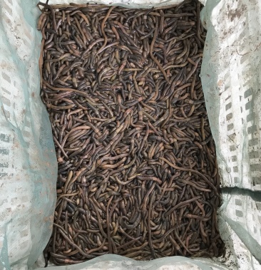 青蚯蚓,冰蚯蚓,地龙