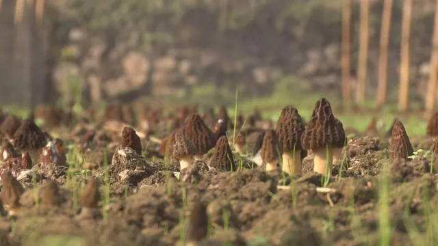 科研人员在青冈树林中采集土壤样本,研究松茸与树木根系之间的共生关系 松茸与青冈树共生生态系统的科研研究场景