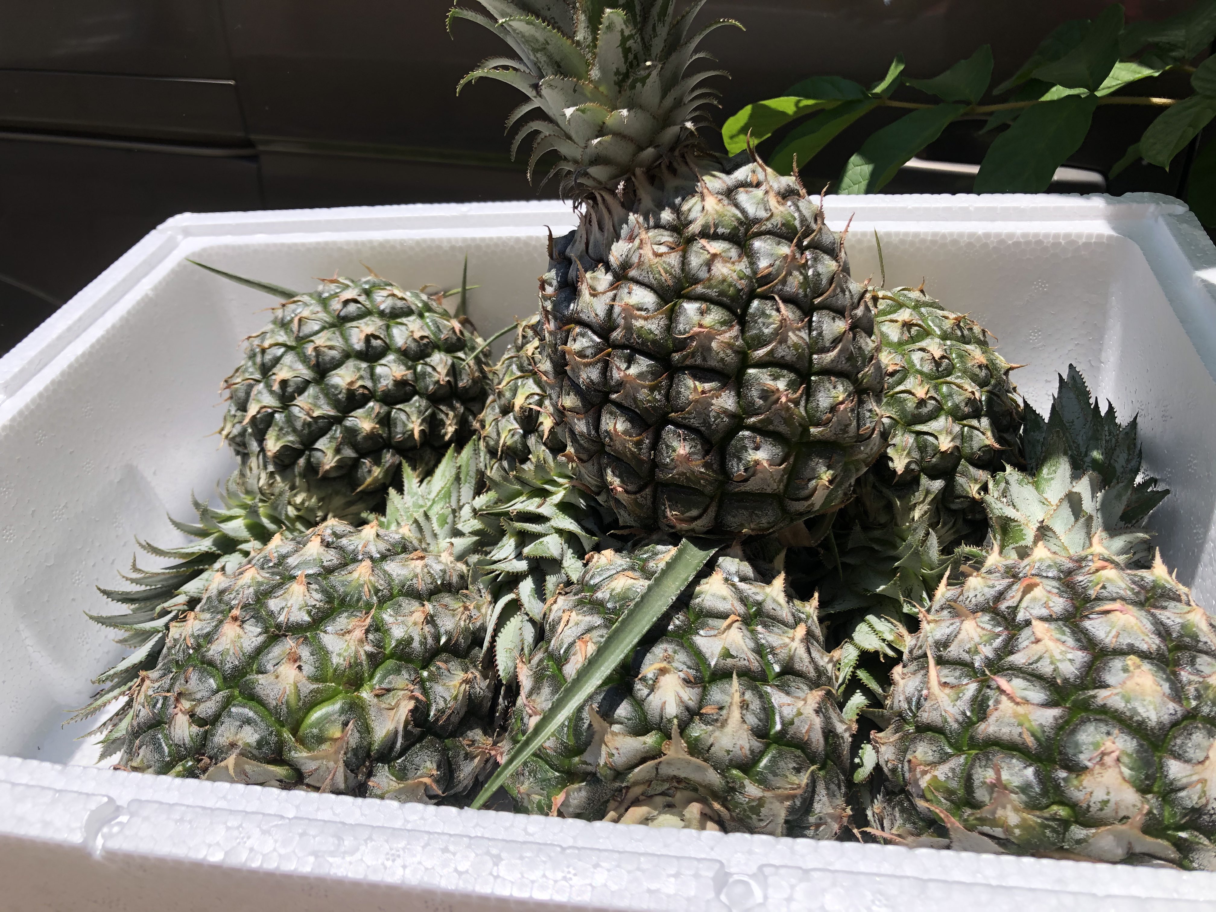 菠萝泡酒所需食材和工具