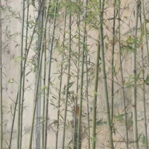 绿化竹子，绿化小毛竹，