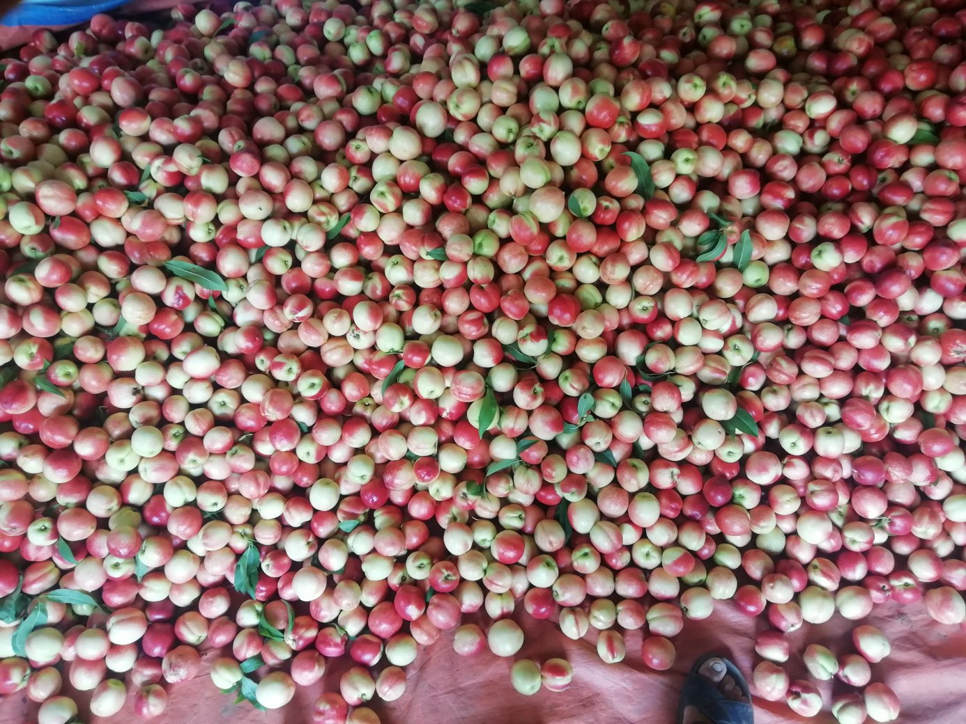 518油桃与水蜜桃及其他水果并列摆放,展示其外观和颜色差异 518油桃与其他水果对比展示